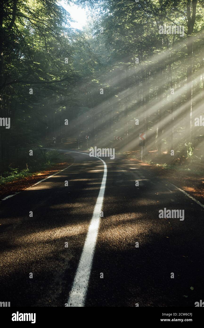 Sunbeams on forest path in the morning hi-res stock photography and ...