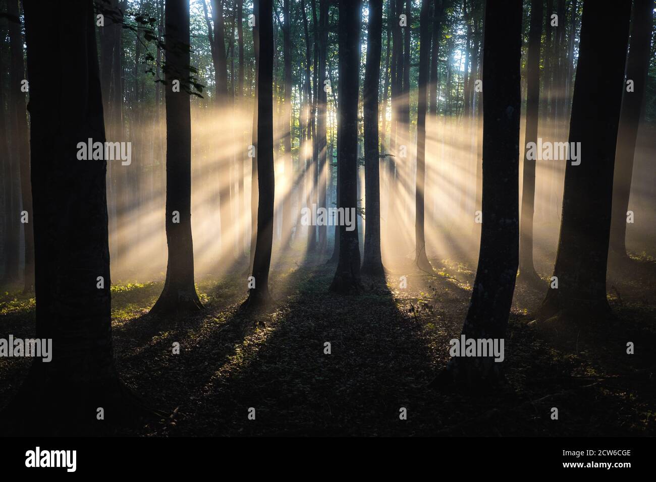 Magical sunrise in the forest. sun rays shine through the beech trees ...