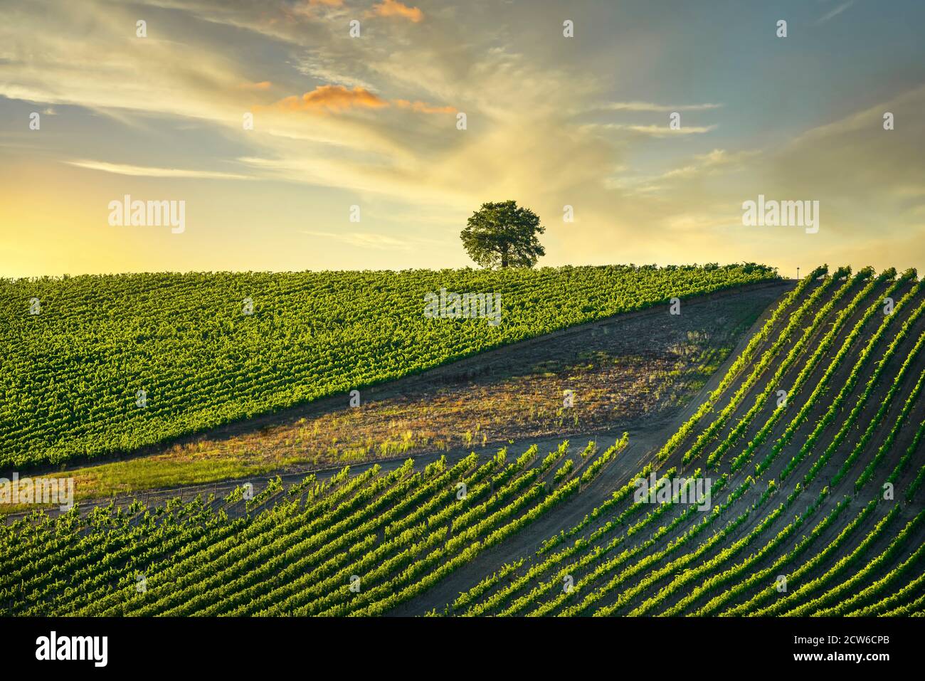 Vineyard and tree at sunset. Castellina in Chianti, Tuscany, Italy, Europe. Stock Photo