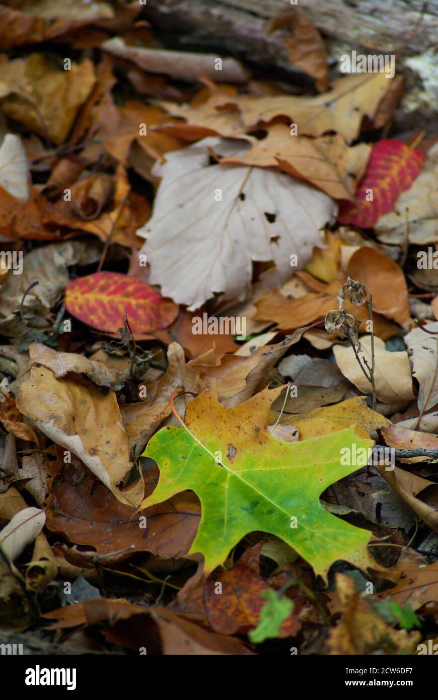 Forest floor background autumn leaves and bright fall colors. Stock Photo