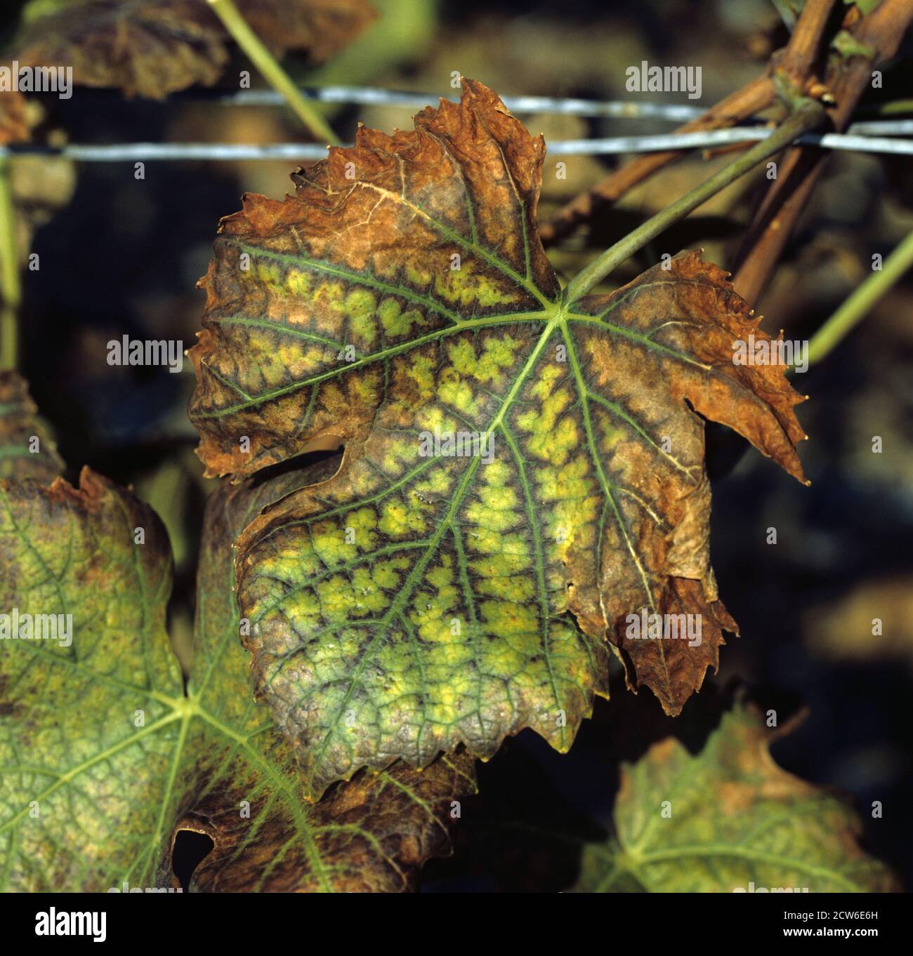 Necrotic lesions and damage on the margin of a Pinot Noir grapevine leaf caused by manganese deficiency, Champagne, France Stock Photo