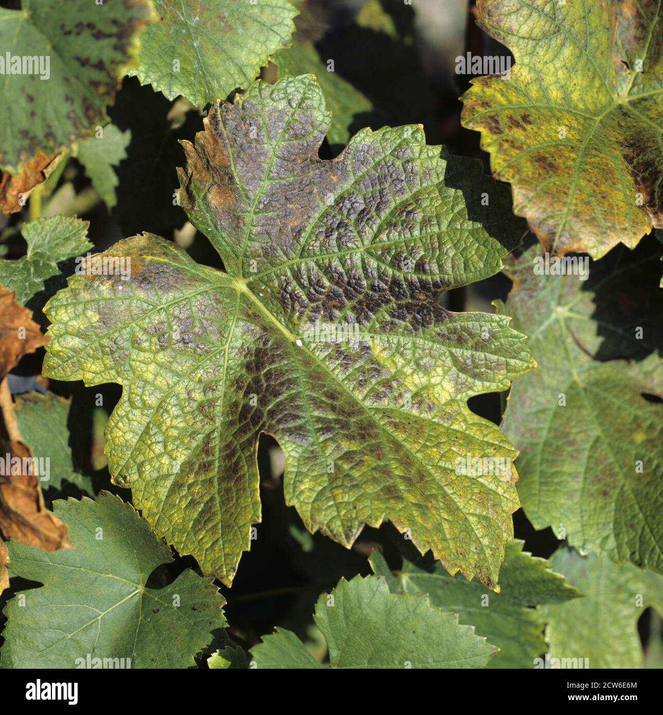 Interveinal leaf necrosis caused by manganese (Mn) defciency in Pinot Noir grapes in the Champagne Region of France Stock Photo