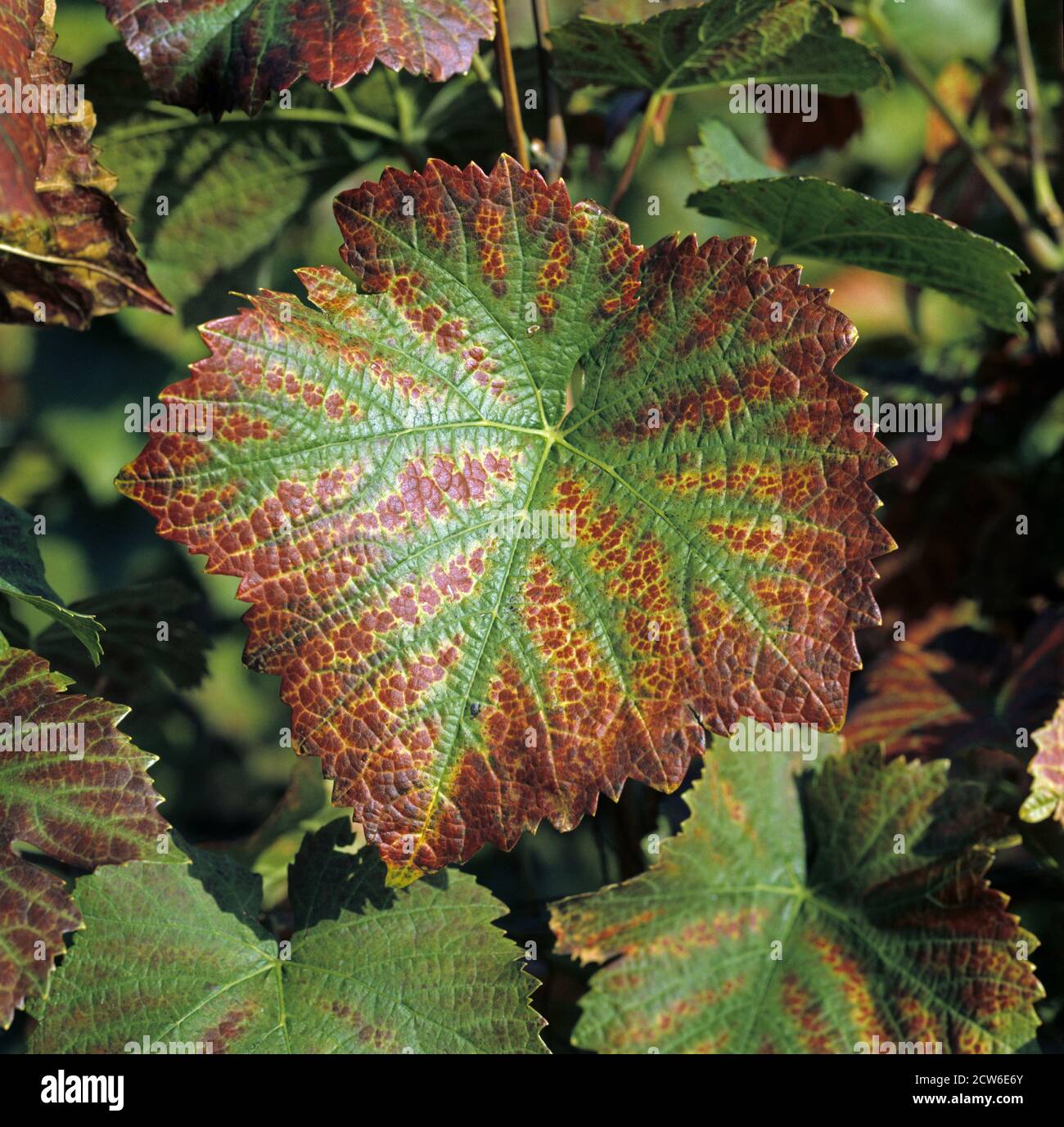 Magnesium deficiency symptoms, reddening of leaves on Pinot Noir wine grapes in fruit, Champagne Region, France Stock Photo