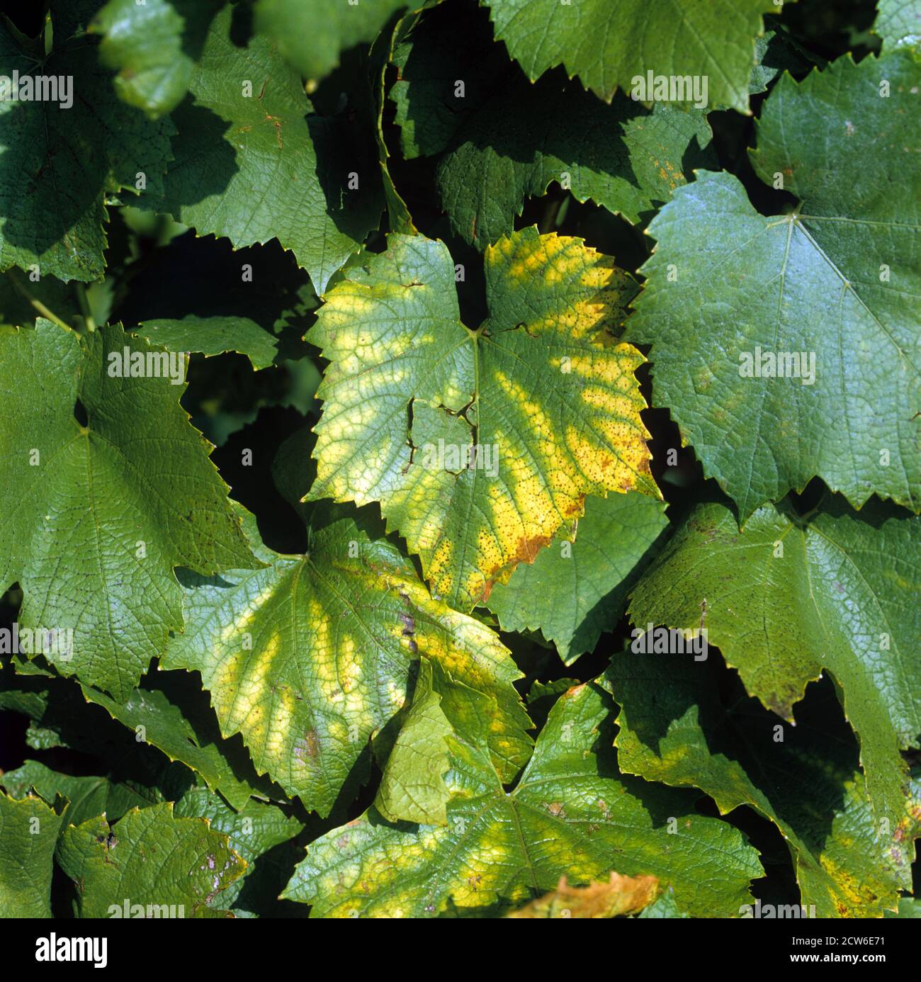 Magnesium deficiency grape hires stock photography and images Alamy