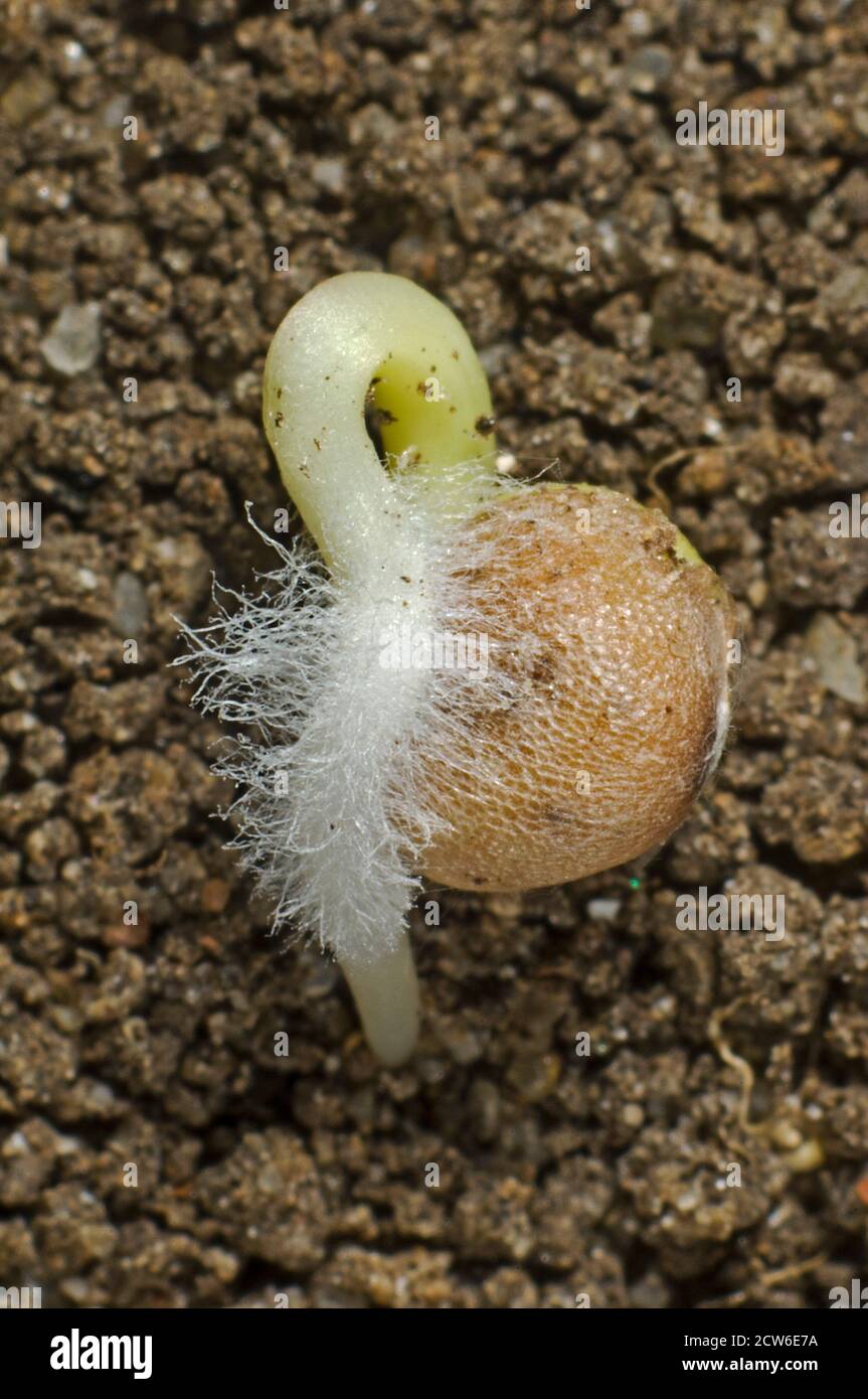 Germination radish hires stock photography and images Alamy