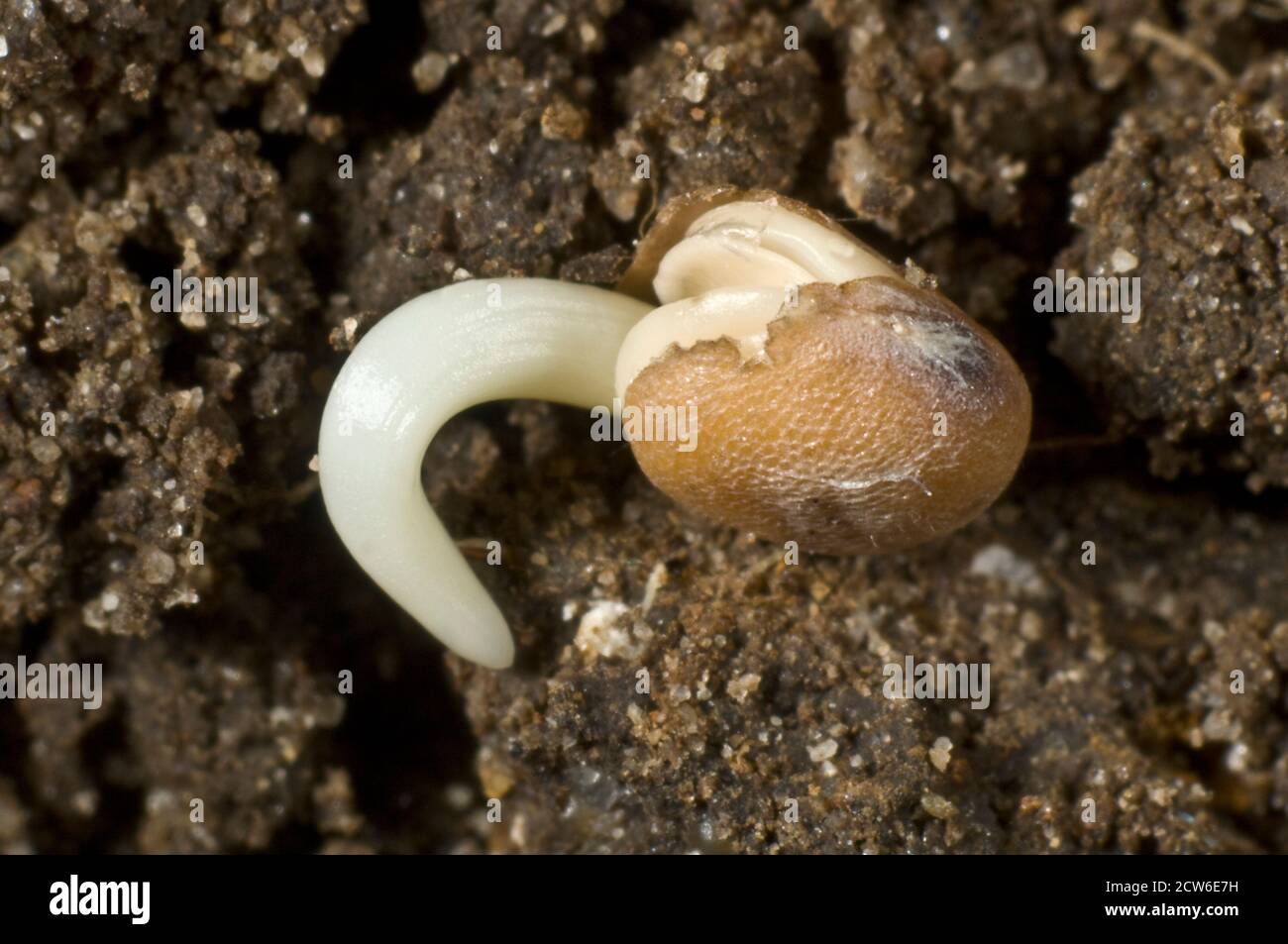 Photomicrograph of a radish seed (Raphanus raphinistrum subsp. sativus) seed germinating with radicle (embryo root) developing Stock Photo