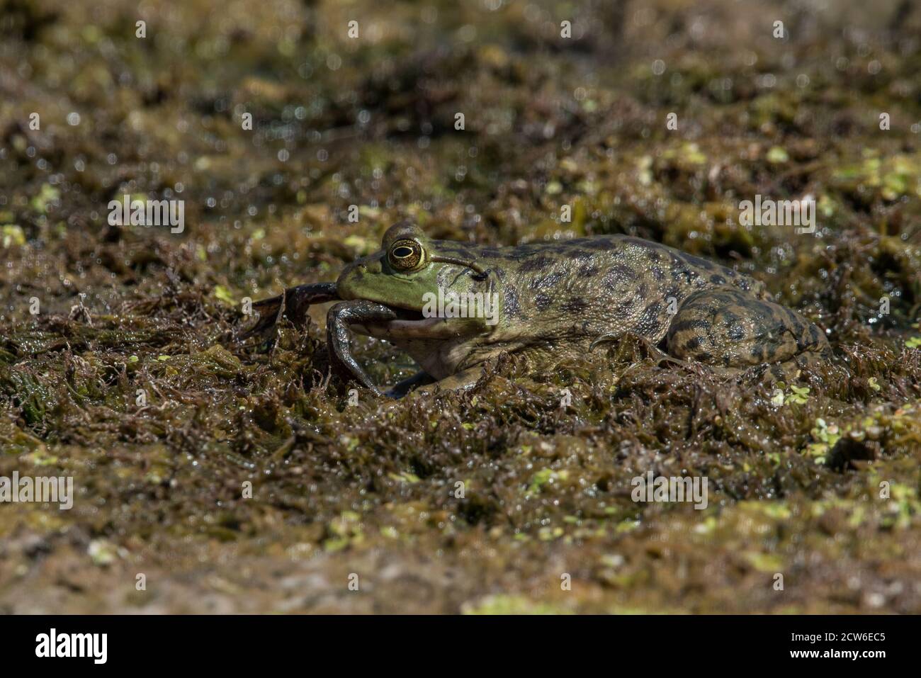 An American bullfrog (Rana catesbeiana) eating a smaller bullfrog, these frogs were introduced to California and are a harmful invasive species. Stock Photo