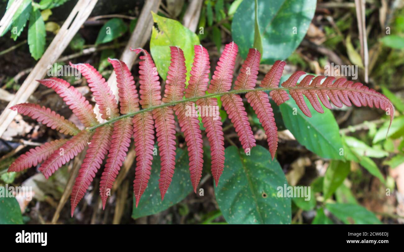 red-leaf  fern   in the jungle. Malaysia Stock Photo