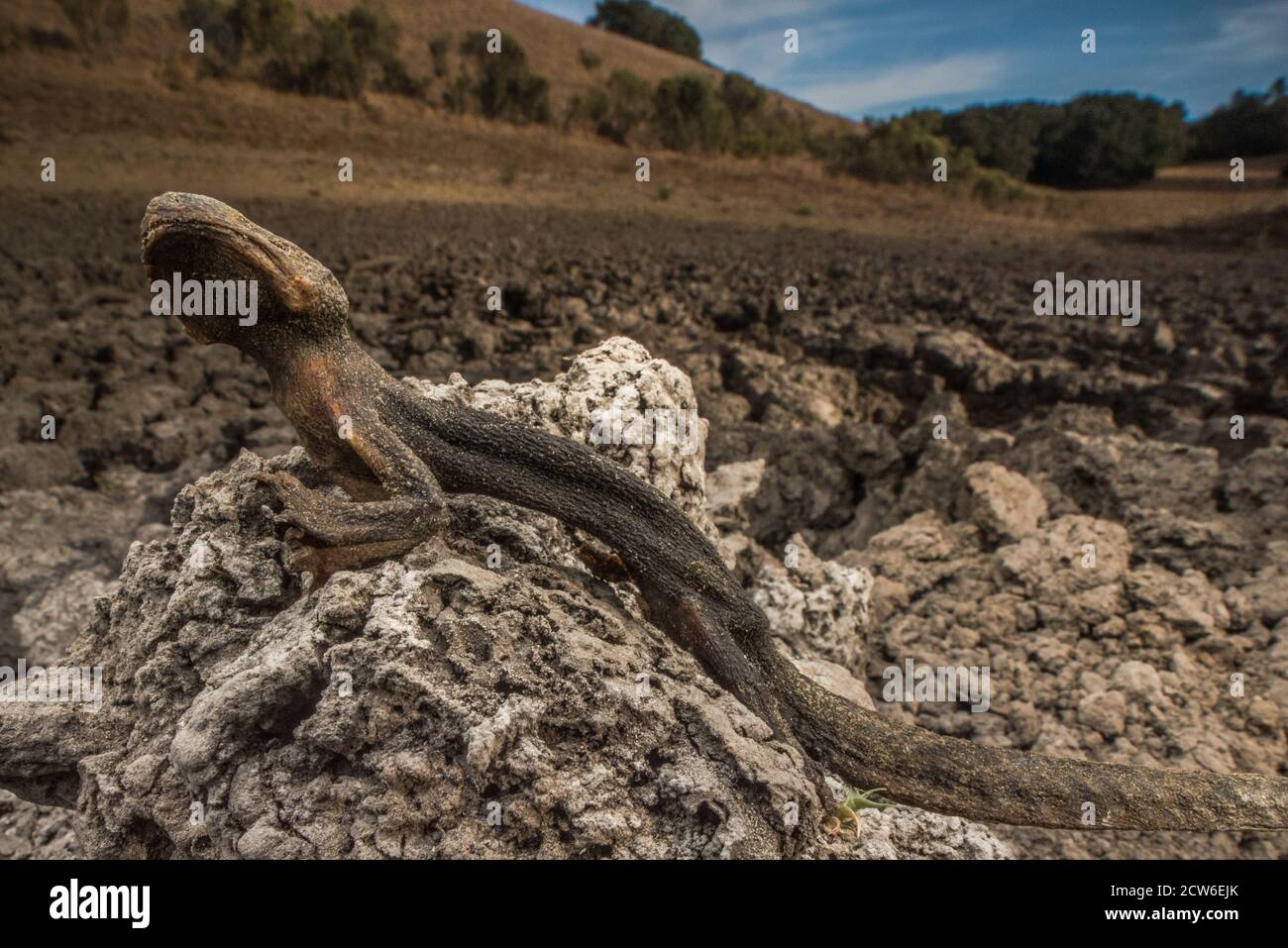 The desiccated body of a California newt in a dried up pond in the East Bay hills of California. Stock Photo
