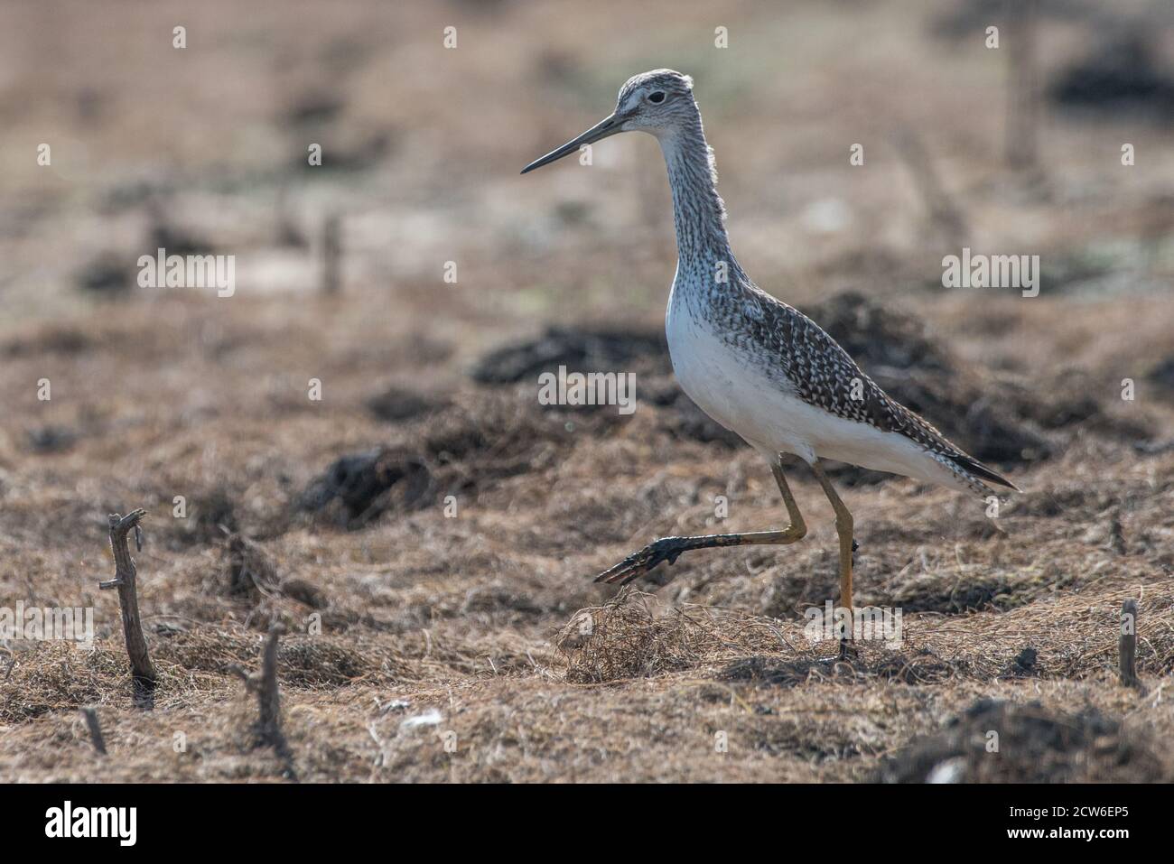 A greater yellowlegs (Tringa melanoleuca), a shore bird, that was near a cattle pond in Briones Regional Park in Contra Costa County, California. Stock Photo