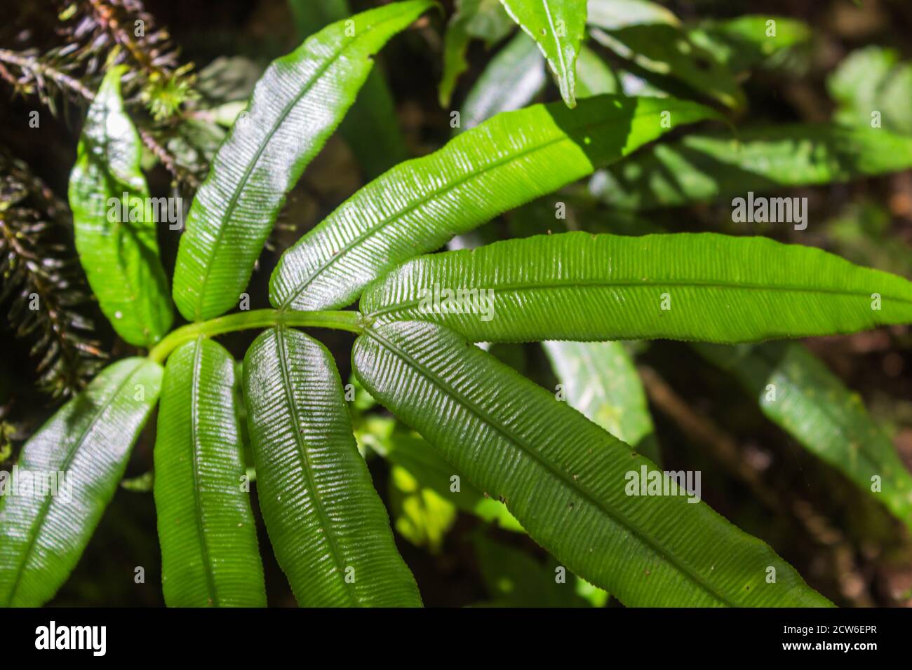 ornamental bright green  fern leaves in the jungle.Malaysia Stock Photo
