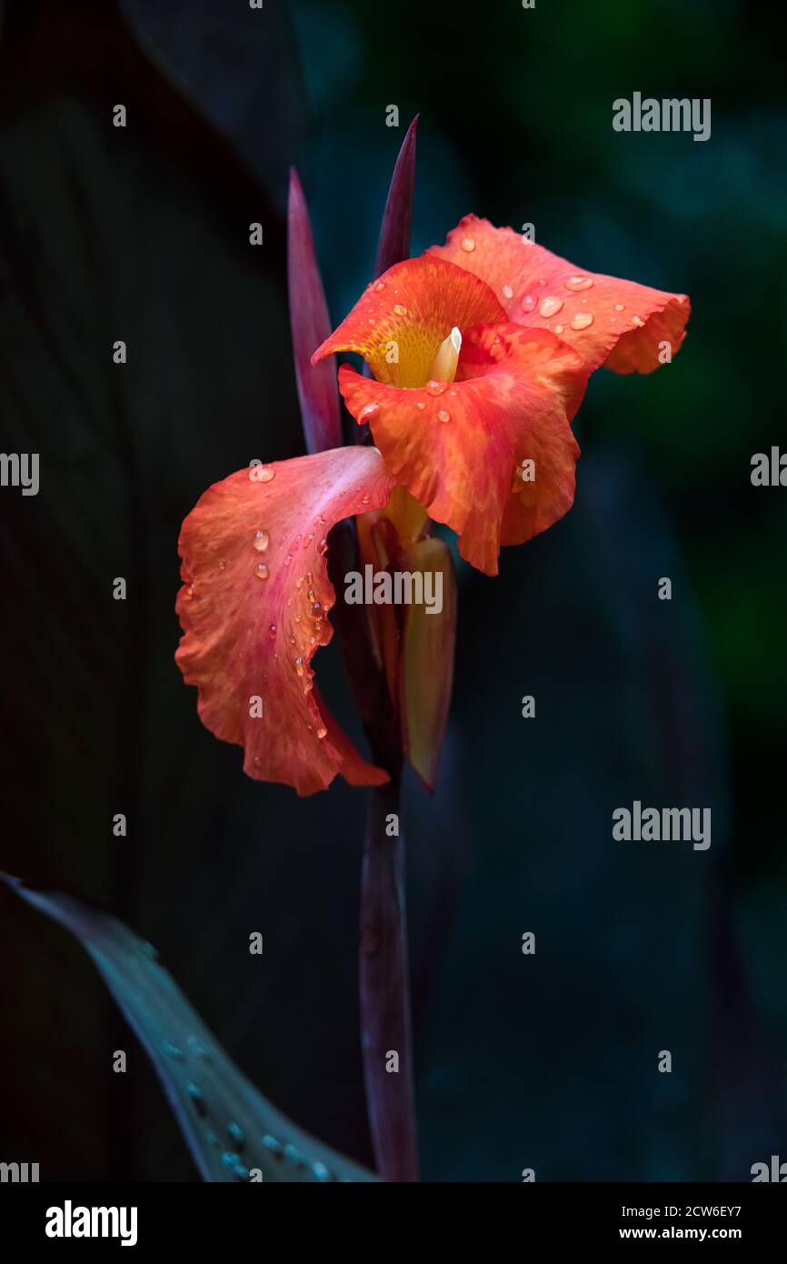 Single stem of a red Black Canna Lily on dark background Stock Photo