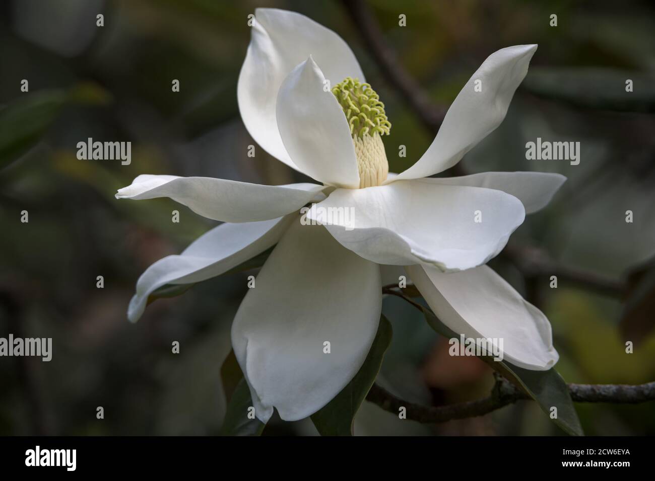 White magnolia blossom newly opened on tree Stock Photo