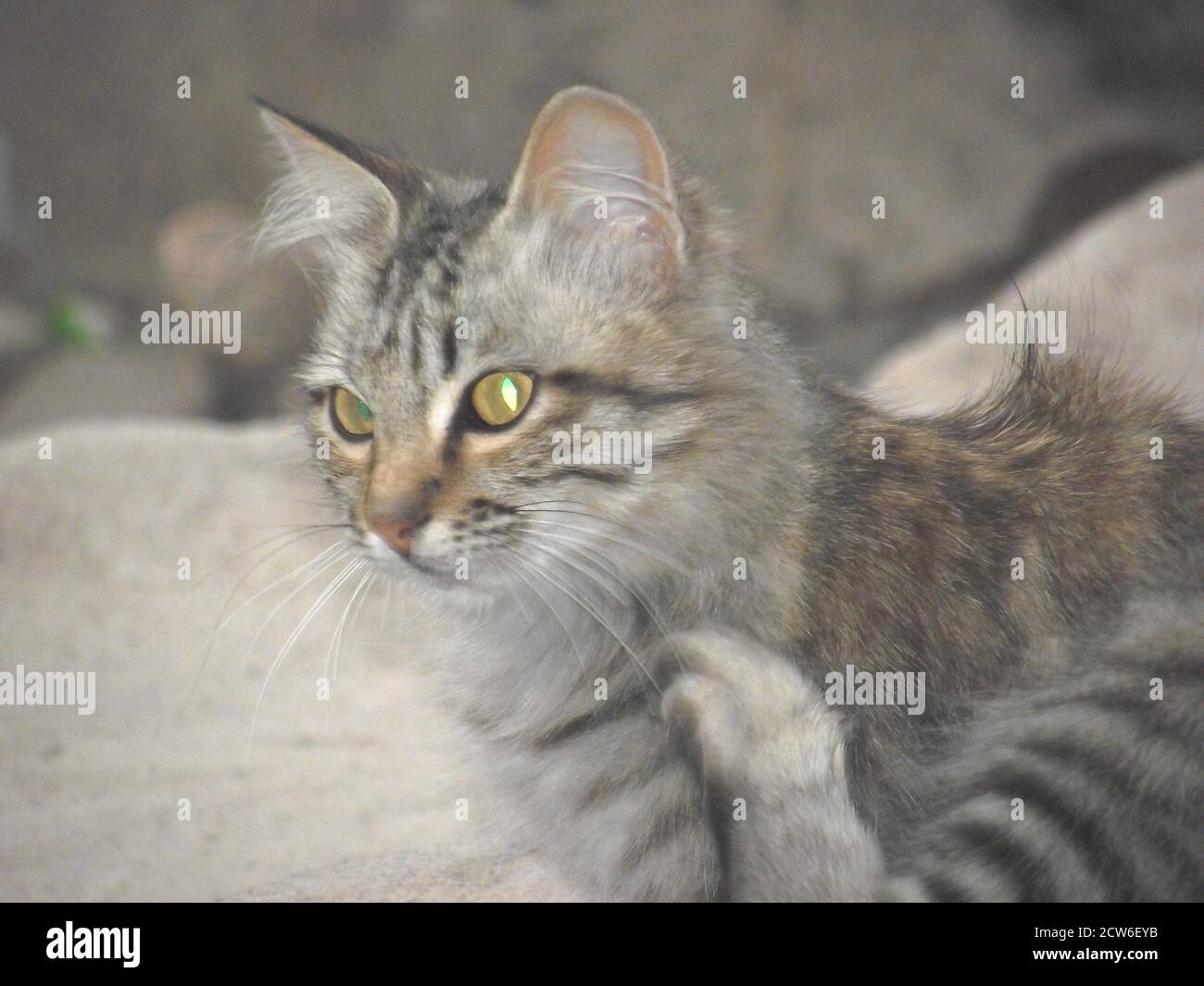 Lovely cat taking a seat Stock Photo Alamy