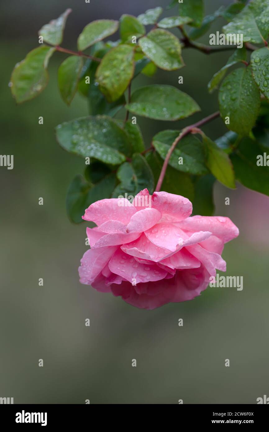 Vertical pink Rose hanging down from its stem Stock Photo