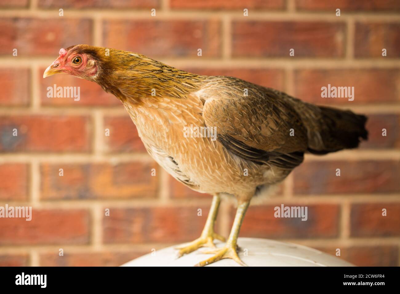 An Australian Game chicken breed Stock Photo Alamy