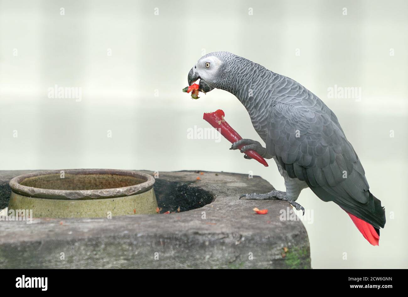 African grey parrot resting hires stock photography and images Alamy