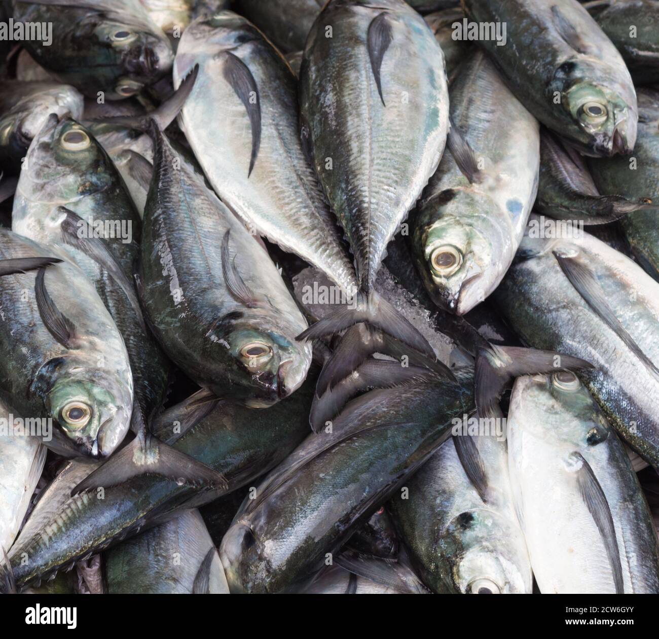 Mackerel snapper hires stock photography and images Alamy
