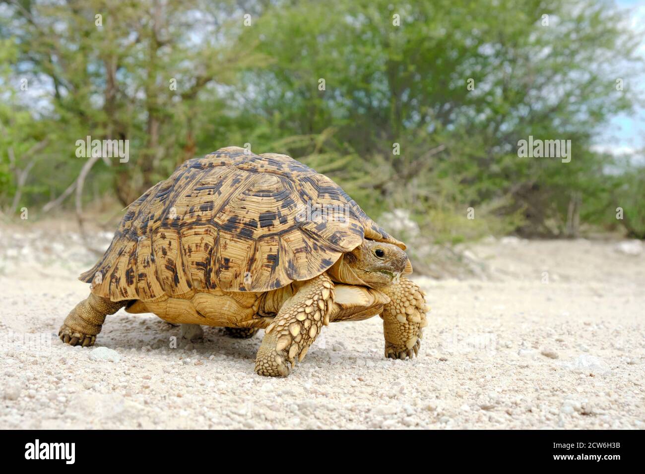 Leopard tortoise, Stigmochelys pardalis, the animal is walking from left to right on white gravel. It has its body lifted from the ground. Stock Photo