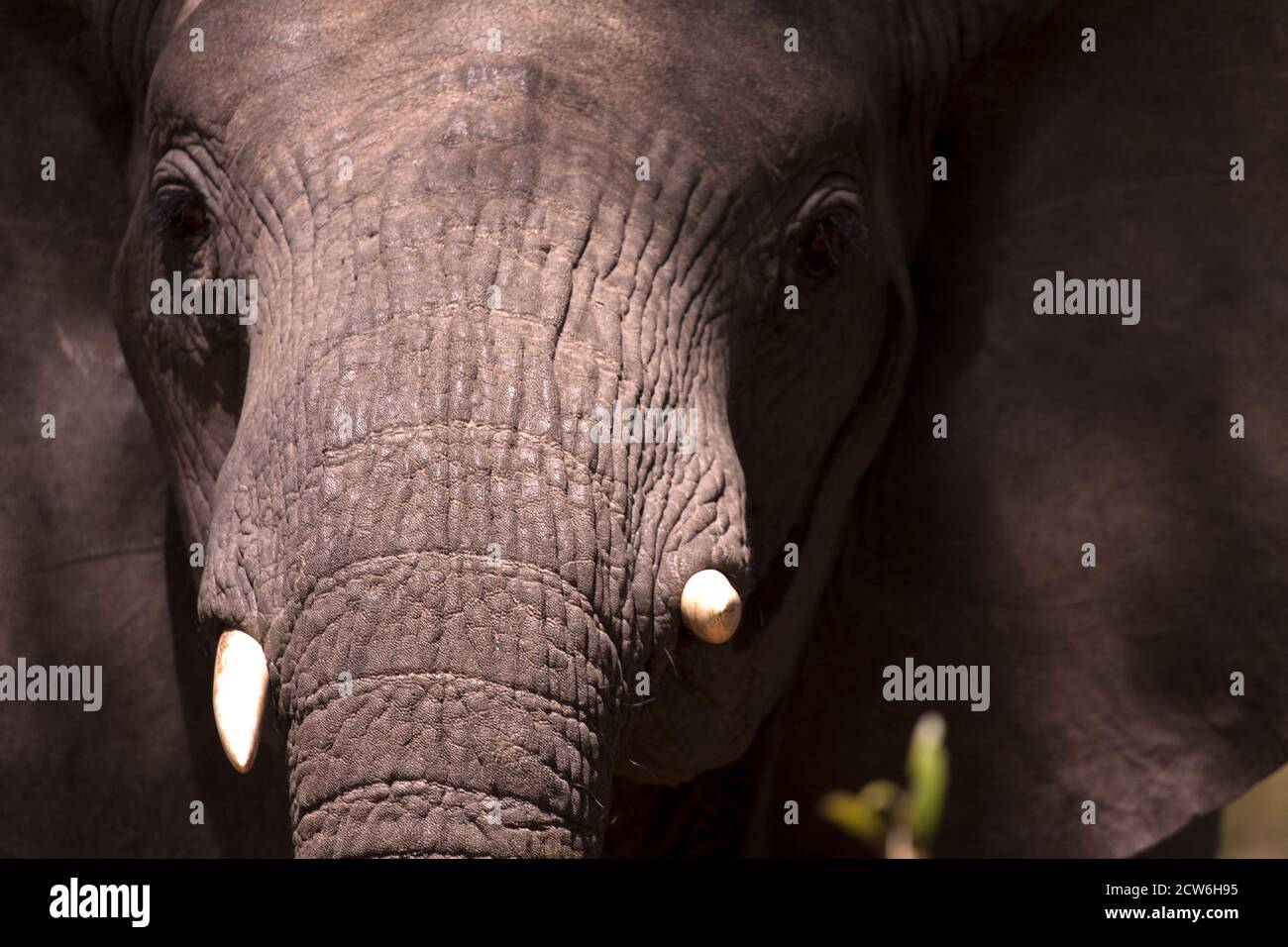 A young bull elephant stands head on in a threatening posture with ears out and head held up. The strong emission from his temporal gland Stock Photo
