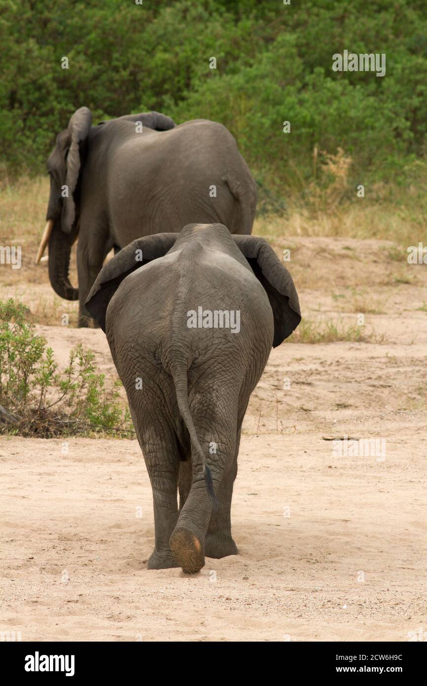 To elephant bulls wander off into the thick riverine bush close to the Rufiji River. A mature bull spend much of their time in the company of others Stock Photo