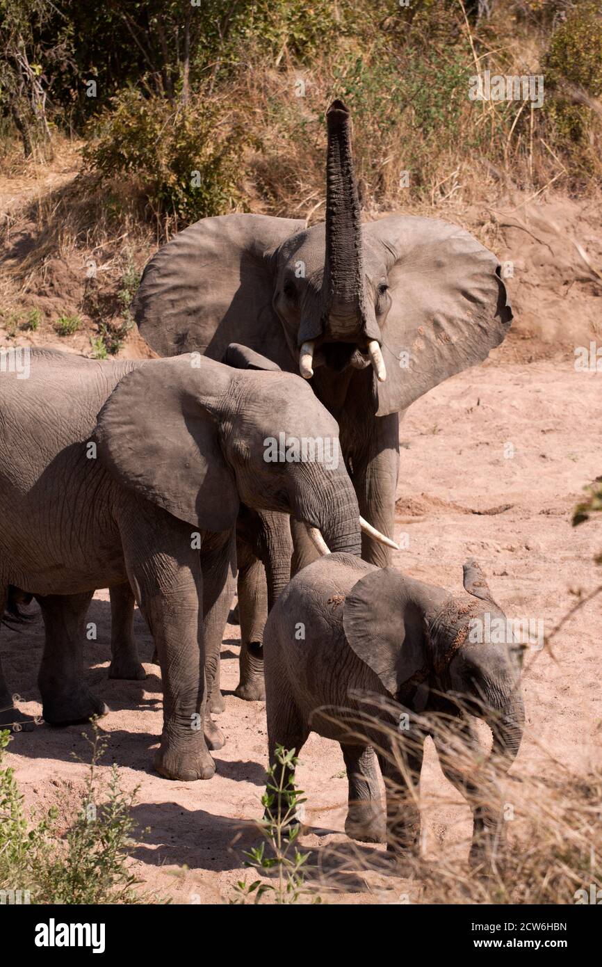 A herd matriarch uses her trunk to scent the breeze for any sign of danger to her breed group. Elephant families have tight bonds Stock Photo