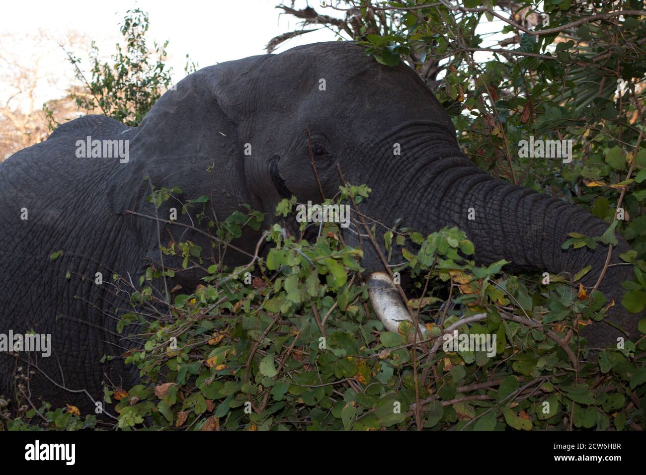 A mature elephant bull browses on the thick vegetation that lines the banks of the Rufiji River. Boat cruises allow a quiet close approach Stock Photo