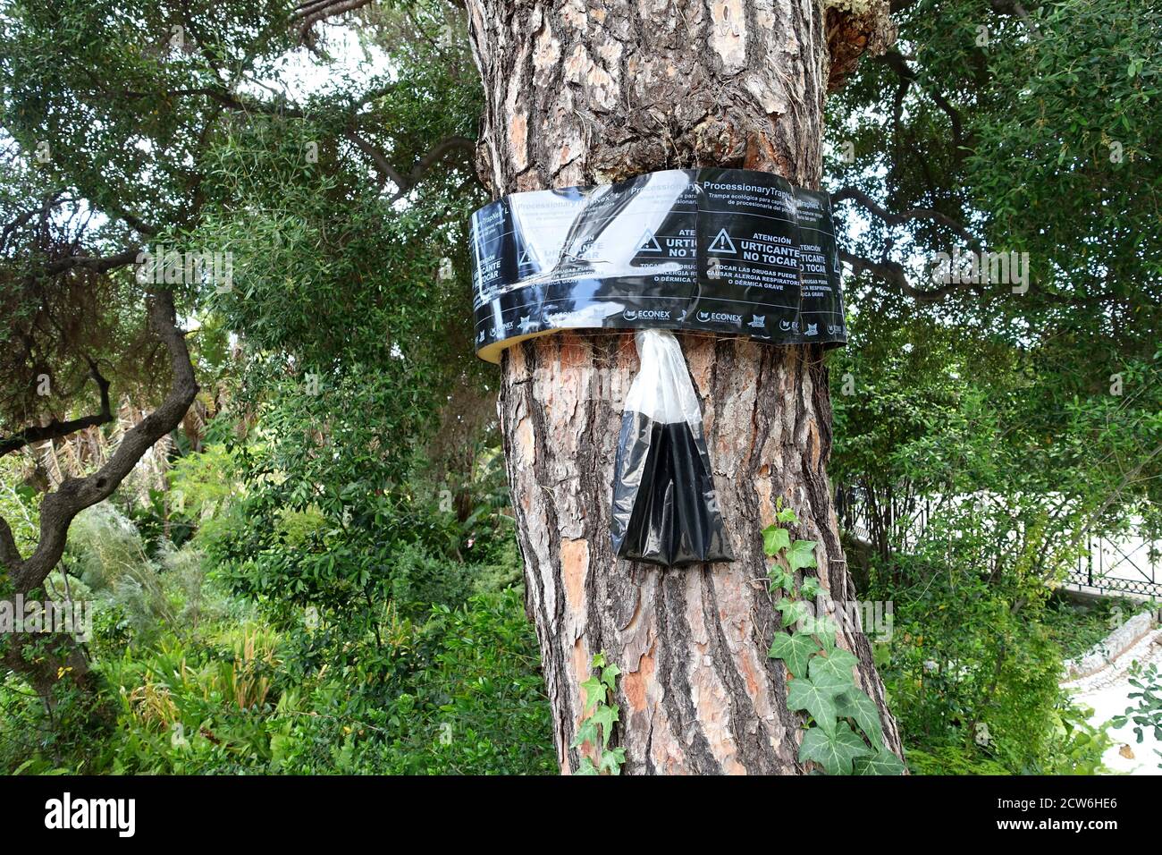 Gibraltar 24 May 2020: Ecological traps laid on a pine tree to catch processionary caterpillars Stock Photo