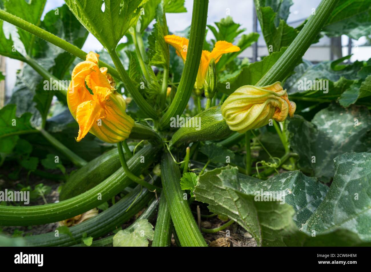 A Zucchini plant. Zucchini flower. Green vegetable marrow growing on bush in a vegetable garden Stock Photo
