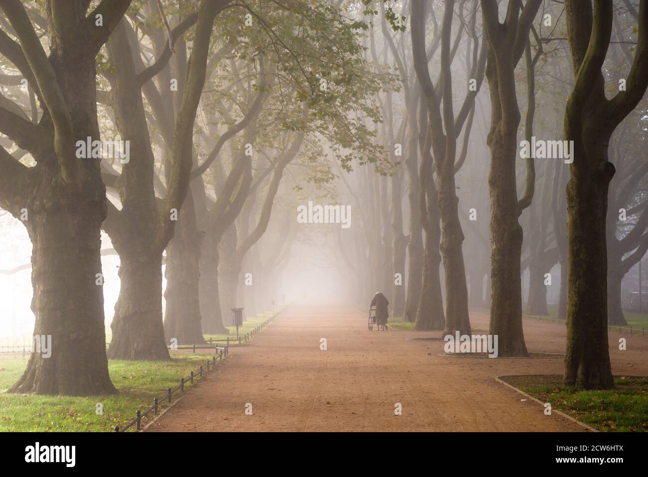 alley of plane trees in a park in the morning fog Stock Photo - Alamy