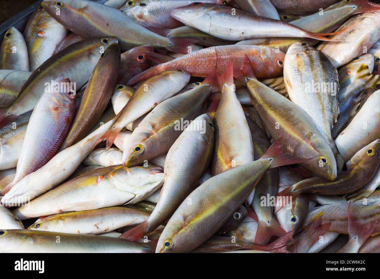 various types of freshly caught fish on the market Stock Photo Alamy