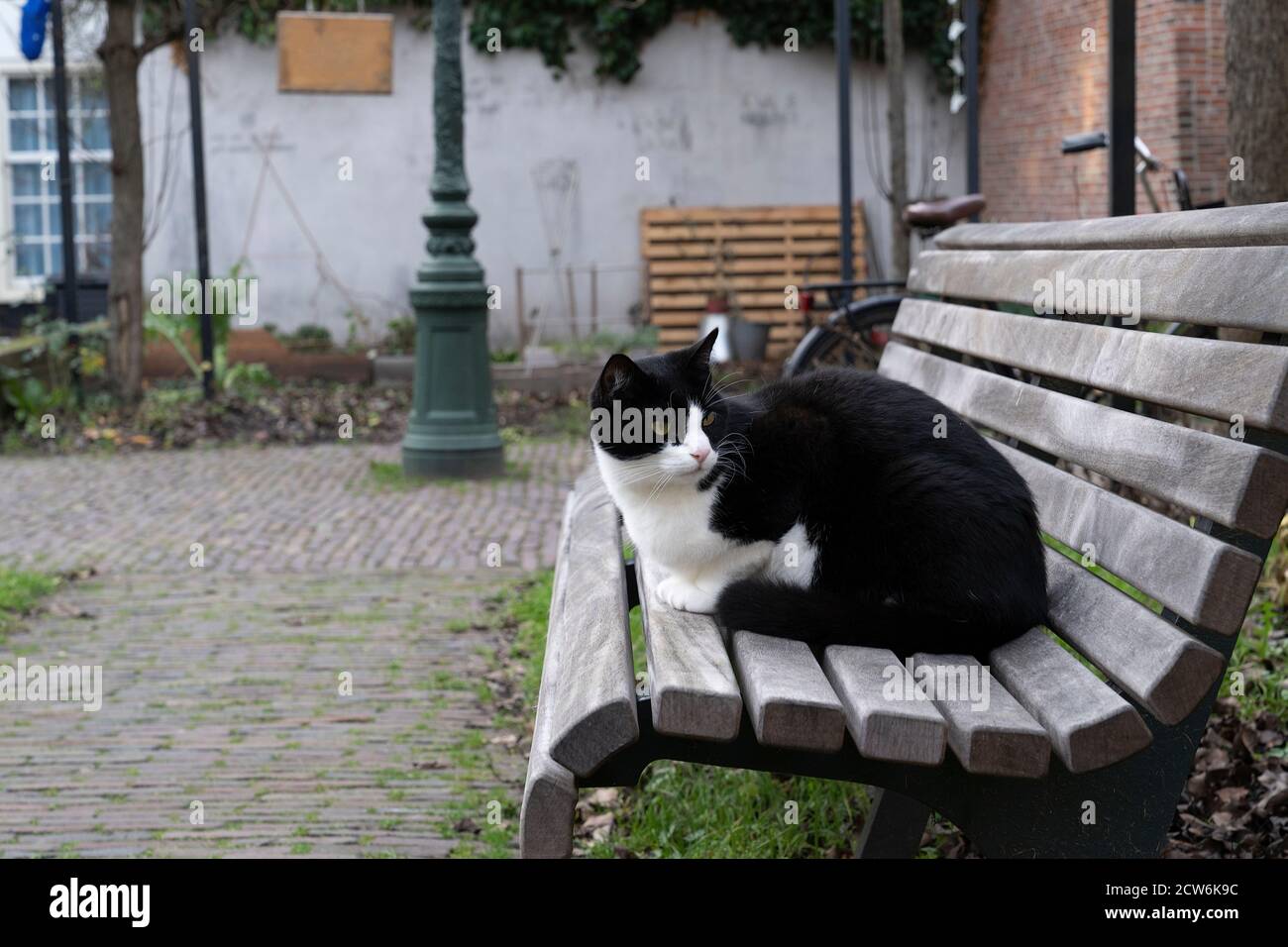 A Black and white cat sitting on a bench in a walled garden Stock Photo ...