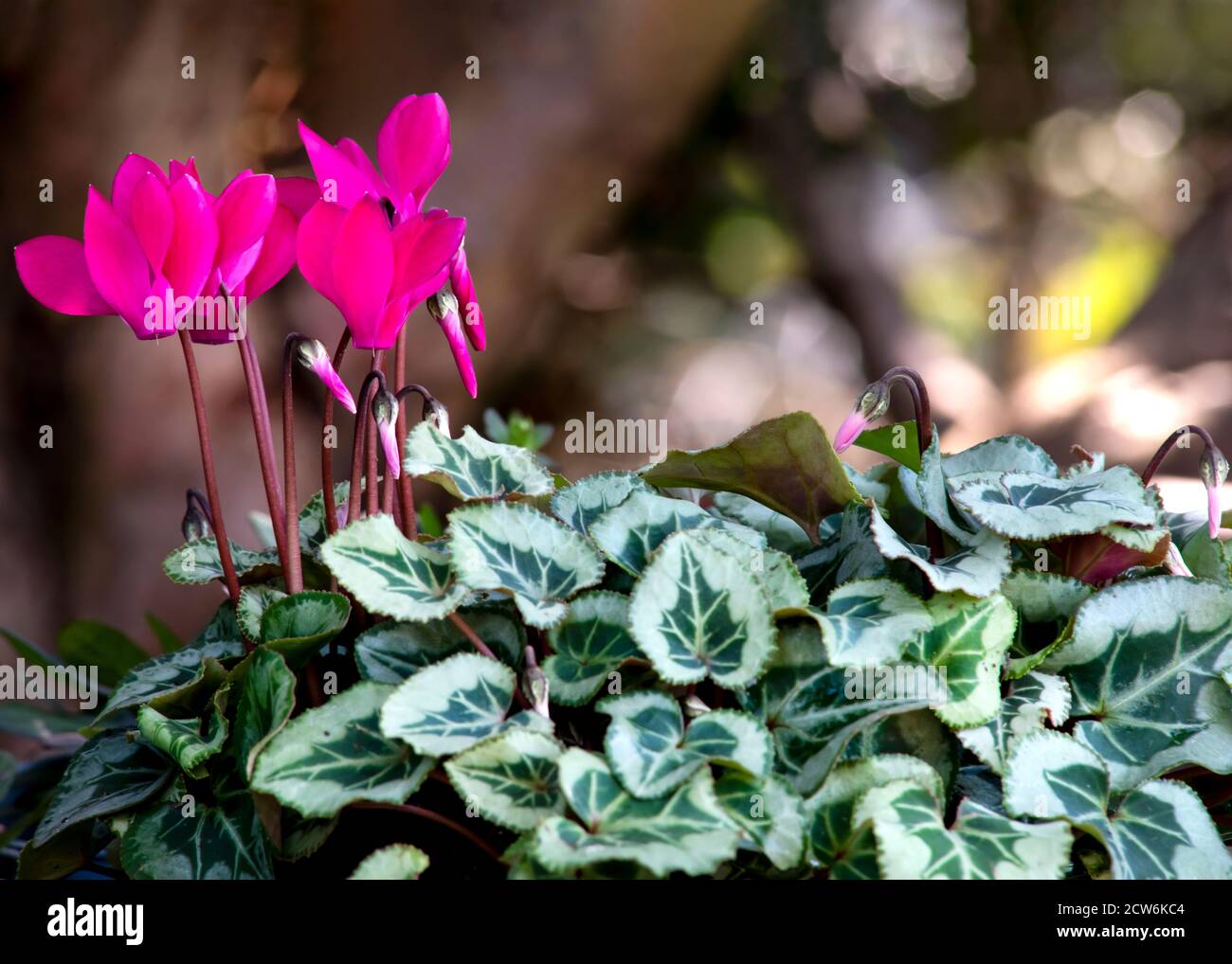 pretty pink cyclamen bokeh  background focus on the subjest ,shot for copy space and text overlay Stock Photo