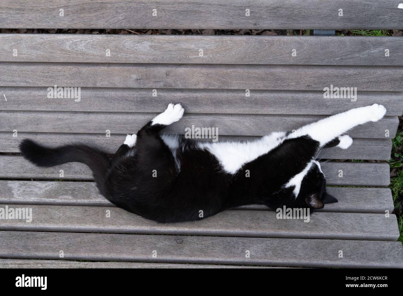 A Black and white cat sitting on a bench seen from above Stock Photo ...