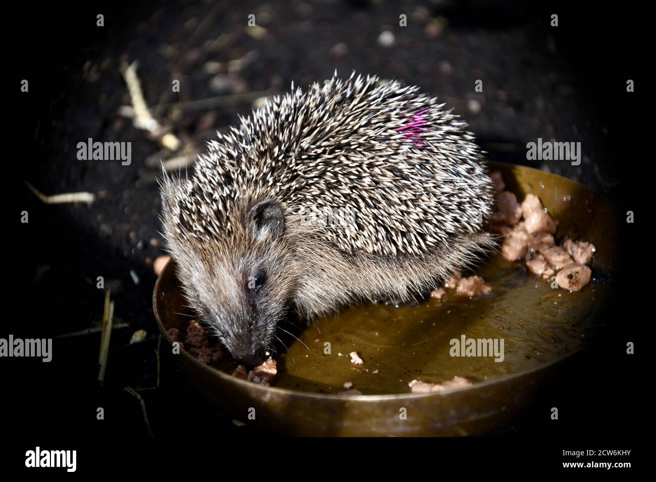 Europäischer Braunbrustigel - erinaceus europaeus - kleiner hungriger Igel im Katzenfuttertrog Stock Photo