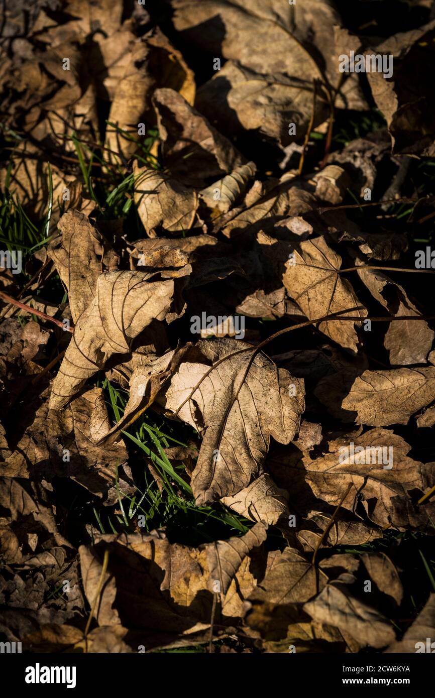 Dead Sycamore leaves on the ground Acer pseudoplatanus. Stock Photo