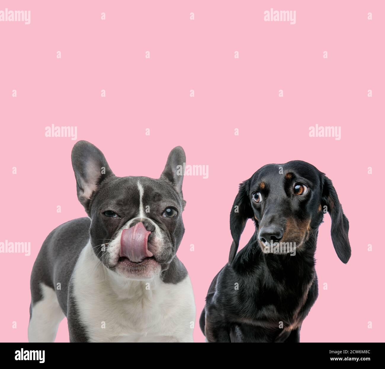 team of french bulldog and teckel dachshund licking nose on pink