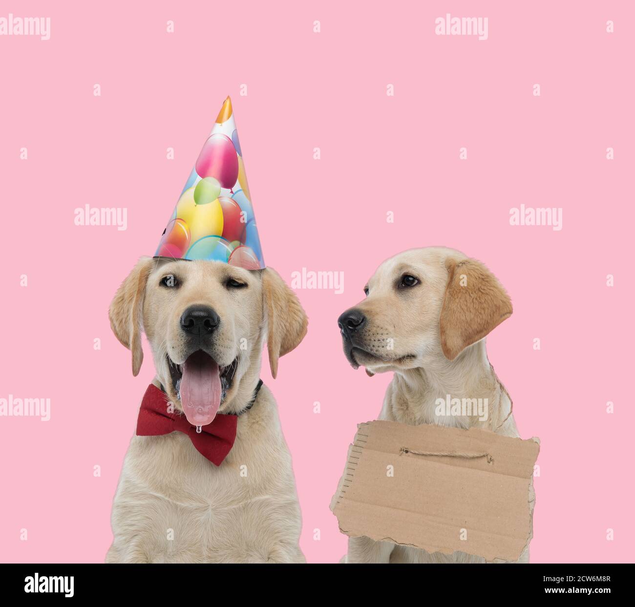 team of two labradors retriever wearing birthday hat and bowtie ...