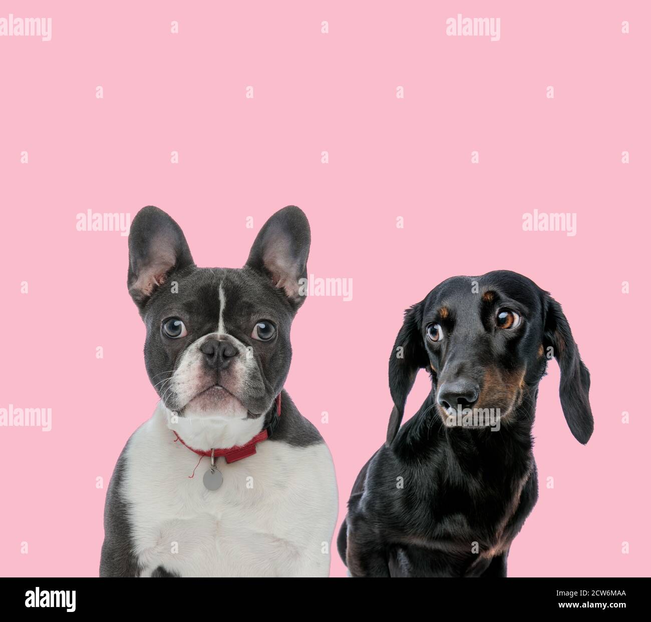 team of french bulldog and teckel dachshund on pink background Stock Photo