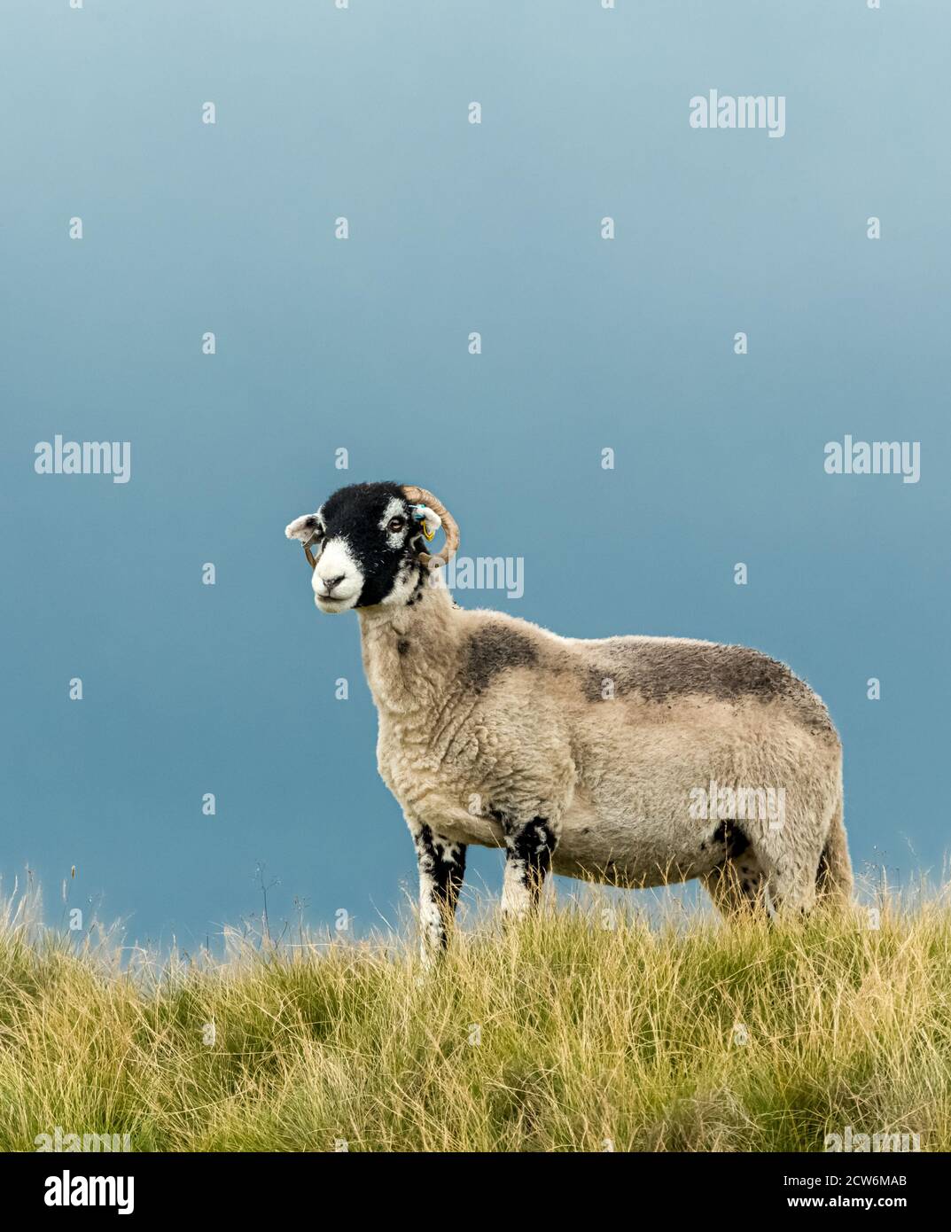 Swaledale ewe or female sheep, stood in rough pastureland on a Yorkshire Dales Grousemoor.  Facing left.  Vertical.  Space for copy. Stock Photo