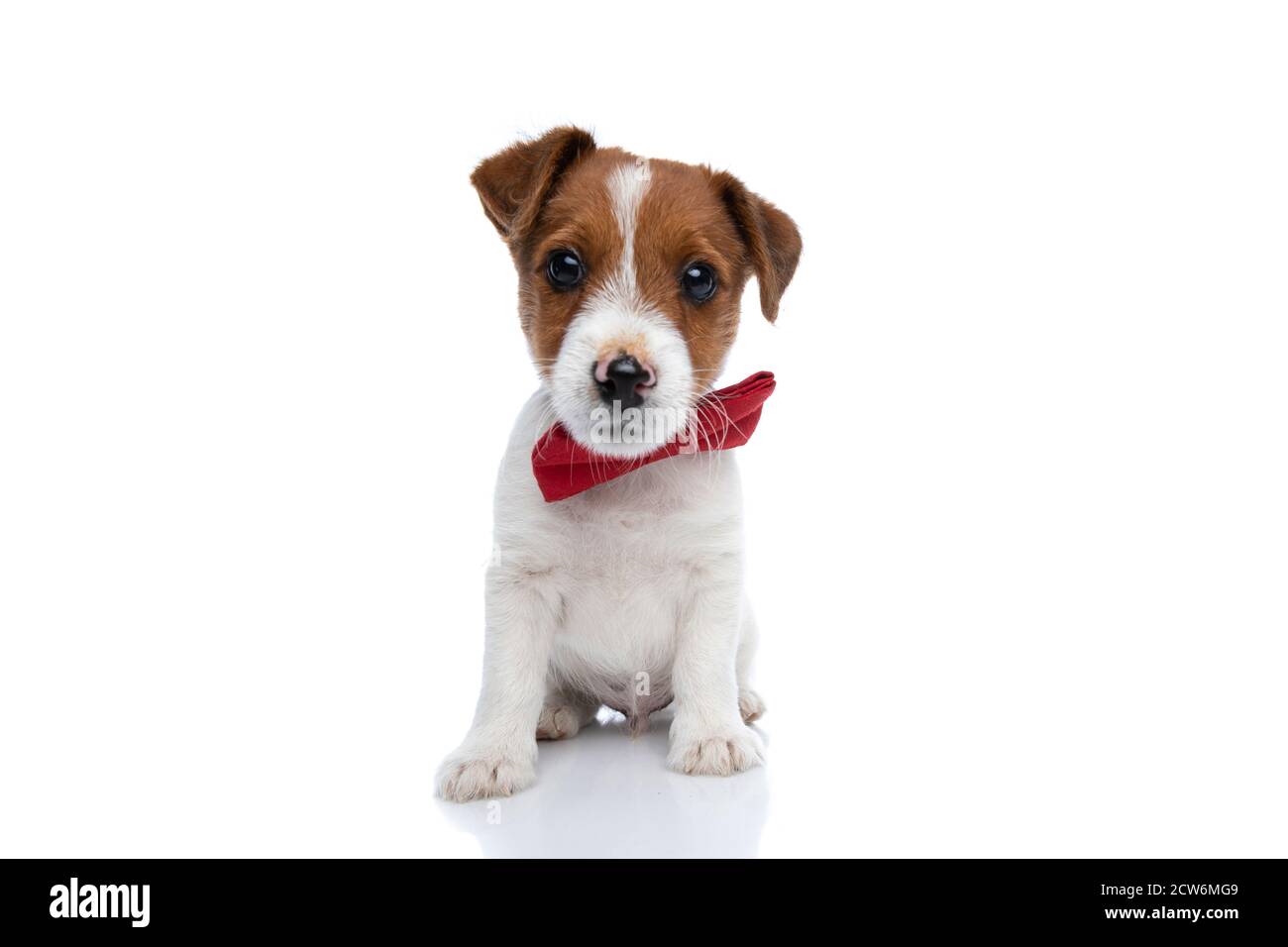 Cute Baby Jack Russell Terrier Dog Sitting And Looking At The Camera Wearing A Red Bowtie Against White Background Stock Photo Alamy Cute Baby Jack Russell Terrier Dog Sitting And Looking At The Camera Wearing A Red Bowtie Against White Background Stock Photo Alamy