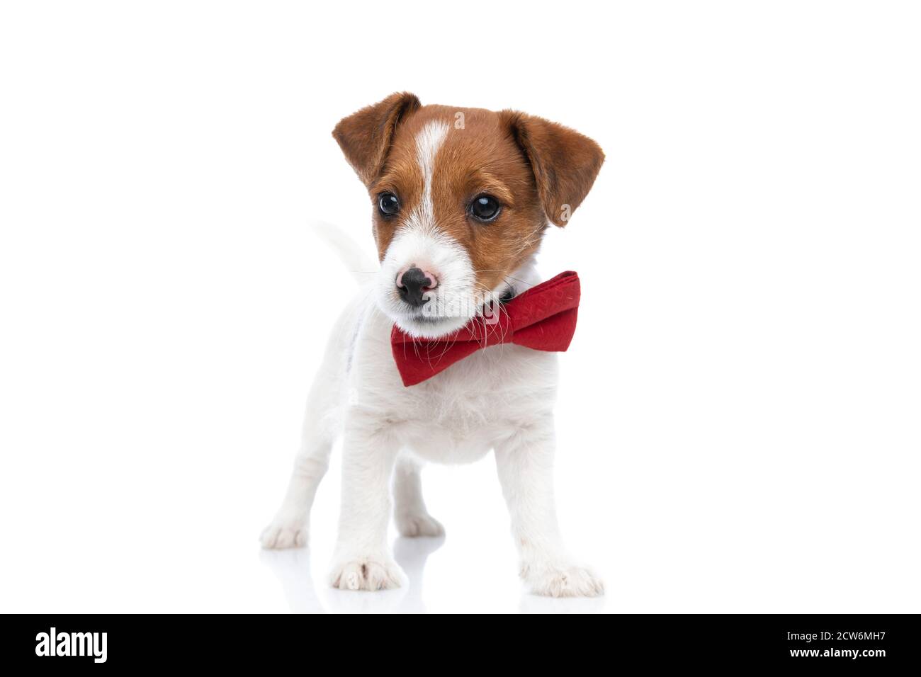 Page 3 - Dog Waving High Resolution Stock Photography and Images - Alamy