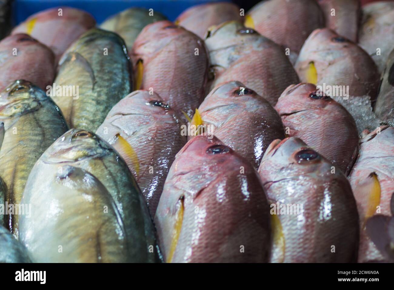 fresh red snappers and mackerel on ice Stock Photo Alamy