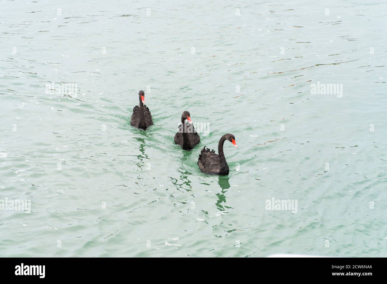 Three black swans on Bryher. Stock Photo