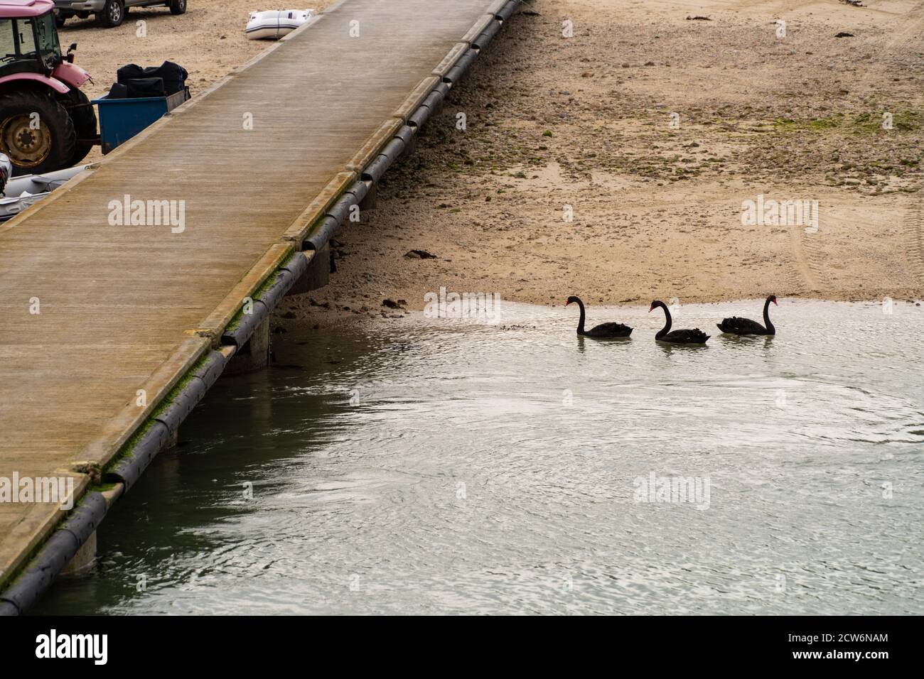 Three black swans on Bryher. Stock Photo