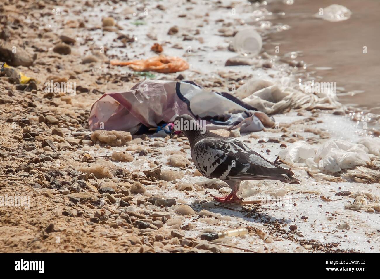 Bird walks on the beach in the trash. Garbage lying on the shores of the dead sea. Ecological problems Stock Photo