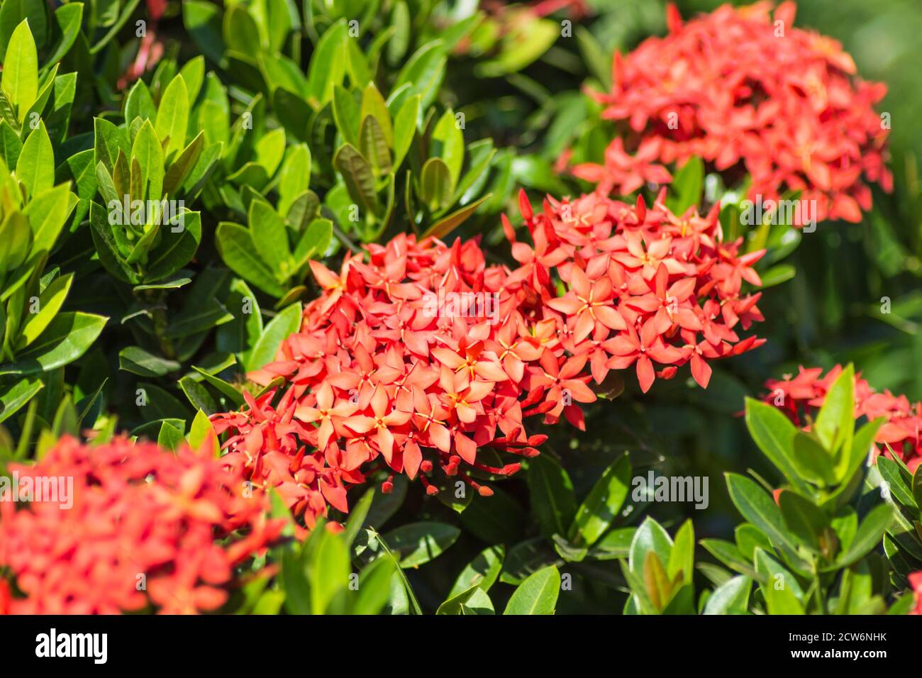 tropical shrub with red flowers and evergreen leaves Stock Photo Alamy