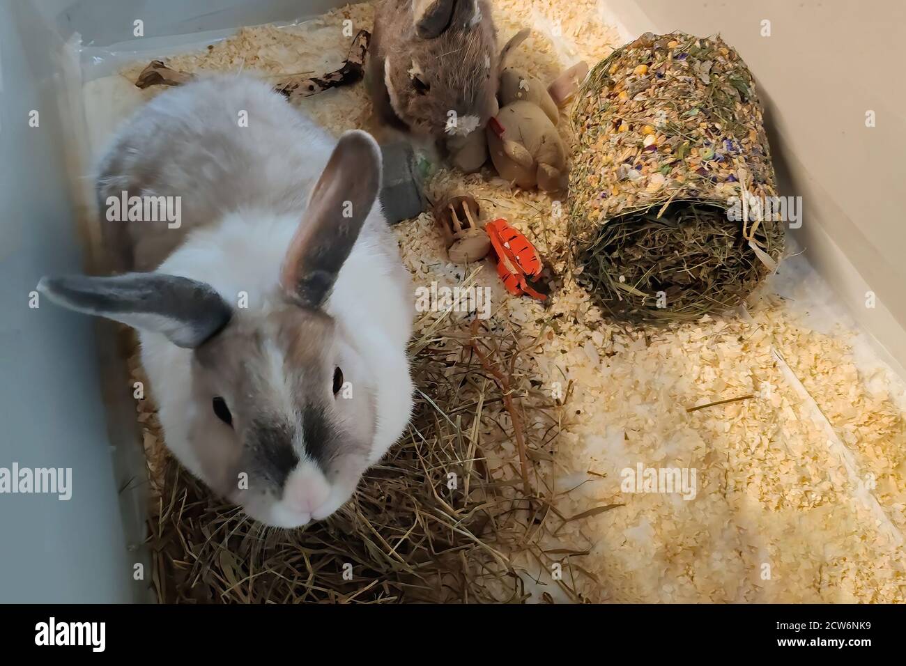 A white rabbit with a gray stripe jumps in his cage Stock Photo - Alamy