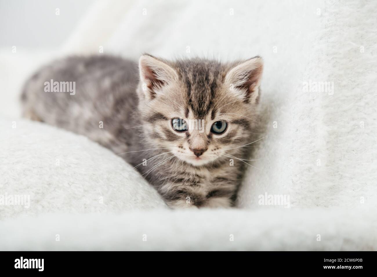 Striped tabby Kitten. Portrait of beautiful fluffy gray kitten ...