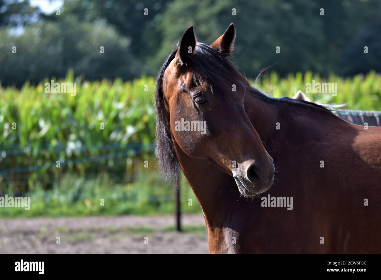 Horse riding cornfield hires stock photography and images Alamy